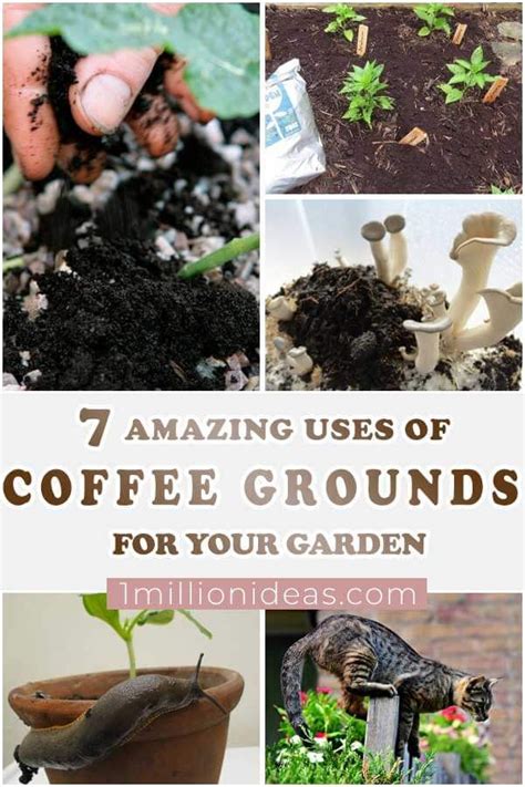 7 Amazing Uses Of Coffee Grounds For Your Garden Coffee Grounds For