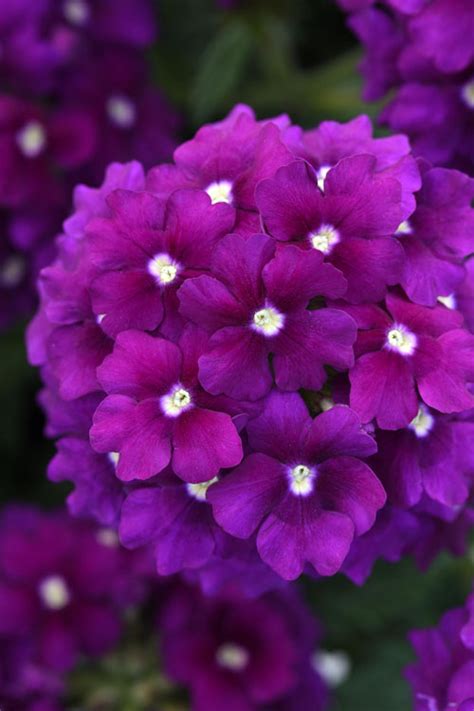 Buy EnduraScape Purple Improved Verbena Plants FREE SHIPPING Wilson