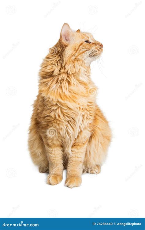 Orange Cat Sitting Tall Looking Side Stock Photo Image Of White