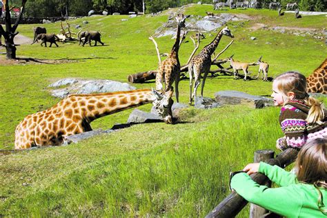 Betyg På Borås Djurpark Och Kolmården Safari På Hemmaplan