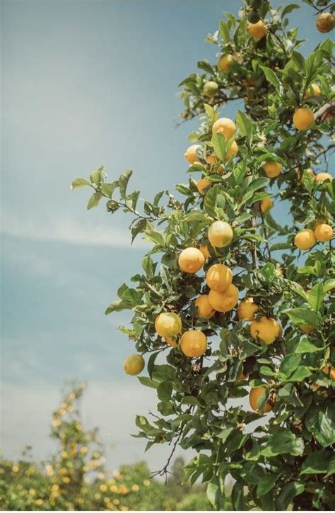 Pruning Lemon Trees When And How To Trim Your Citrus Tree Artofit