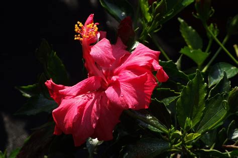 Hibiscus Flickr