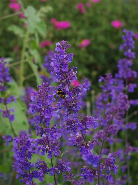 Nepeta Six Hills Giant Beth Chattos Plants And Gardens