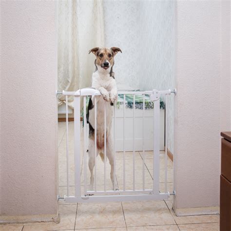 5 Best Fence for Small Dogs - Top Picks of 2023 - cutesmalldog.com