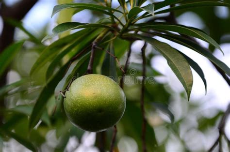 Bael Fruit Tree.the Fruit for Digestive System Stock Photo - Image of ...