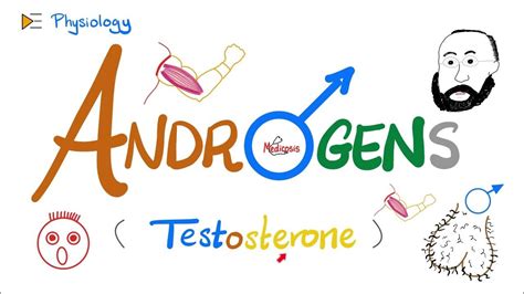 Androgens (Testosterone, and the Adrenal Androgens) | Reproductive ...