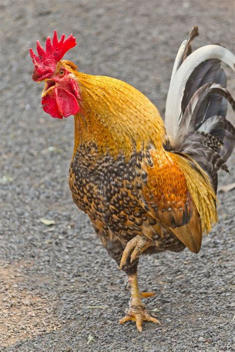 Golden Cockerel Singing Farm Stock Photos Free Royalty Free Stock