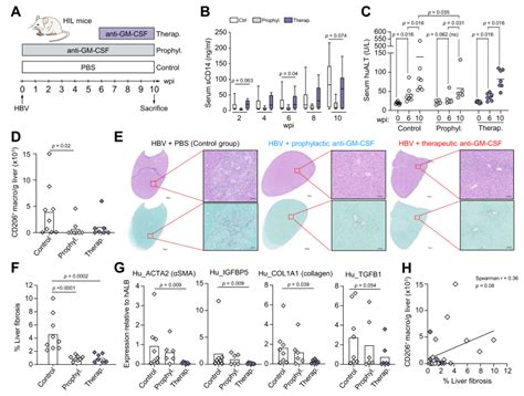 Liver Fibrosis And CD206 Macrophage Accumulation Are Suppressed By