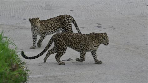 Bannerghatta Leopard Safari Inaugurated: Boosting Conservation and ...