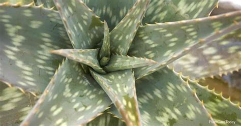 Aloe Maculata Care: Tips On Growing The Soap Aloe