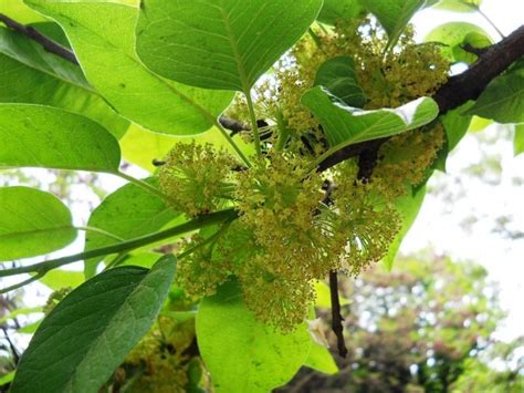 Маклюра яблоконосная, или оранжевая — Maclura pomifera (Raf.) Schneid ...