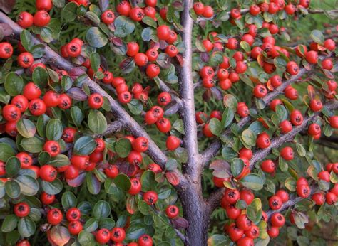 Cotoneaster Horizontalis Cotoneaster Fall Plants Garden Seeds