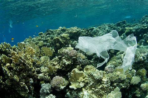 Le plastique biodégradable est une arnaque il ne se décompose pas