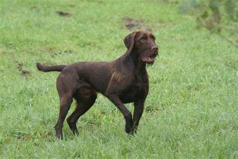 Pudelpointer / German hunting poodles Horse Training, Dog Training Tips ...