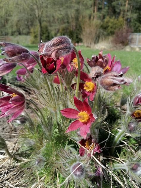 Pulsatilla vulgaris Rote Glocke Ziemcietes Veikals Dārza elpa