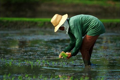 Transplanting Rice Irri 1