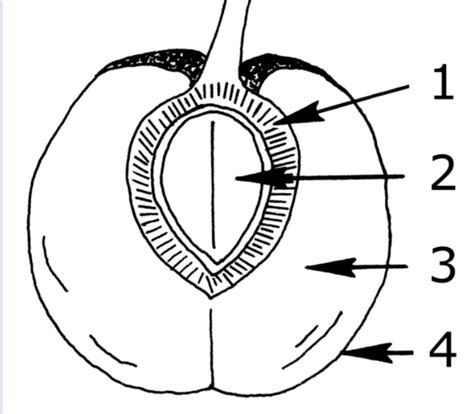 fruit layers diagram Diagram | Quizlet