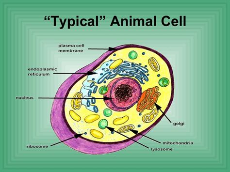 Biology cell structure function