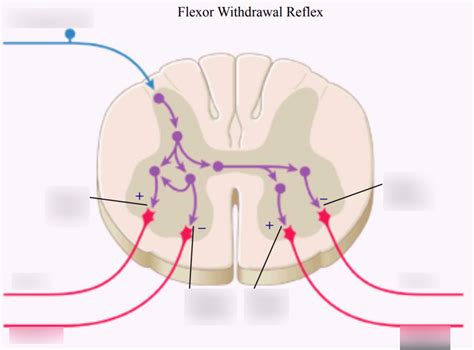 Flexor Withdrawal Reflex Diagram | Quizlet