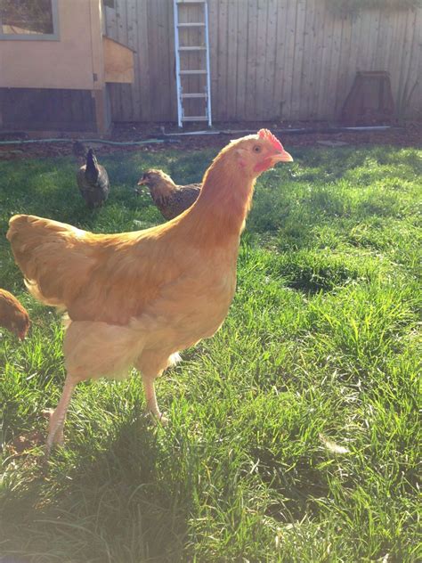 Buff Orpington Rooster Weeks Backyard Chickens Learn How To