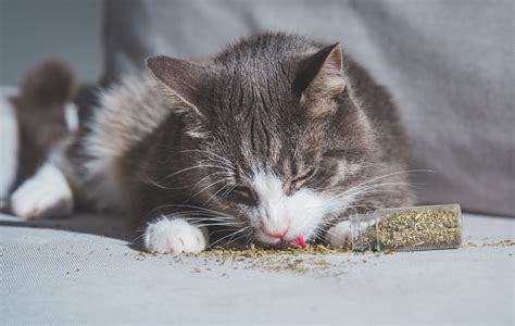 Catnip conheça os benefícios para o seu gato BLOG Petiko