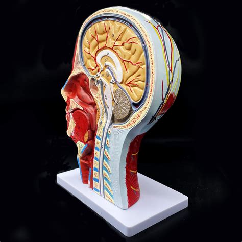 Human Brain Anatomy Model Oral Nasal Throat Head Craniocerebral Model