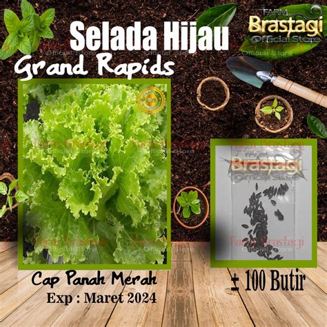 Jual Biji Benih Selada Hijau Keriting Grand Rapids Hidroponik Bibit