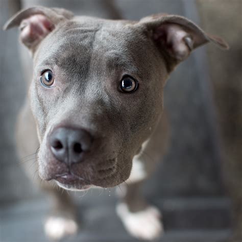 Shelter Dogs of Portland: "PAISLEY" cute little Grey/white pitbull