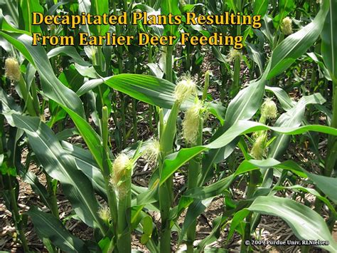 Decapitation Of Corn Plants By Deer Purdue University Pest Crop