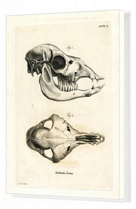 Prints of Llama Skull (coloured engraving) in 2022 | Giclee painting ...