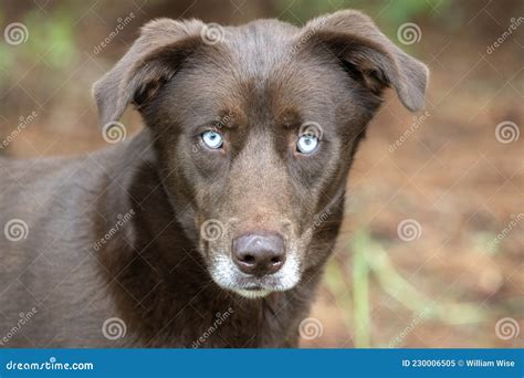 Do Labradors Have Blue Eyes