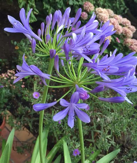 Quand Et Comment Planter Les Agapanthes Guide D Taill Avec Des