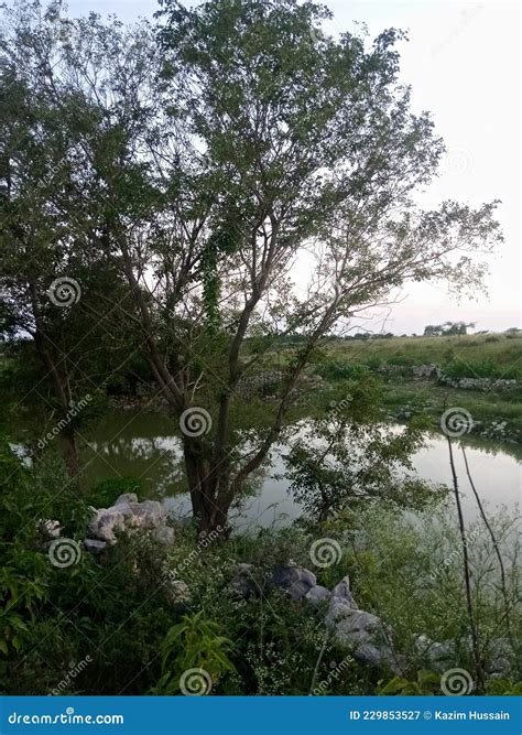 Tree On Water Poll Green Belt Stock Image Image Of Green Belt 229853527