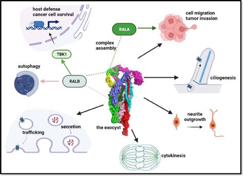 The Exocyst Complex In Neurological Disorders Human Genetics X MOL