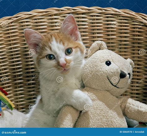 Cat with teddy bear stock photo. Image of beautiful, kitty - 5066978