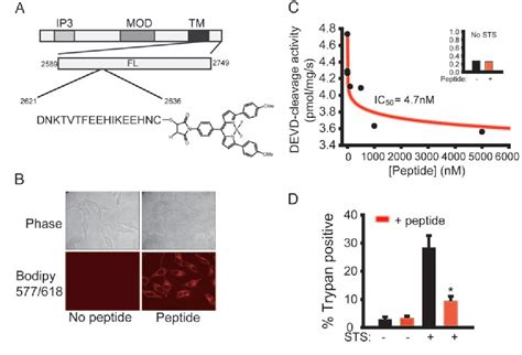 Figure 3 From A Peptide Inhibitor Of Cytochrome Cinositol 145