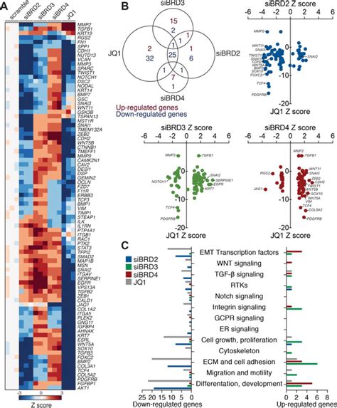 Bet Proteins Exhibit Transcriptional And Functional Opposition In The