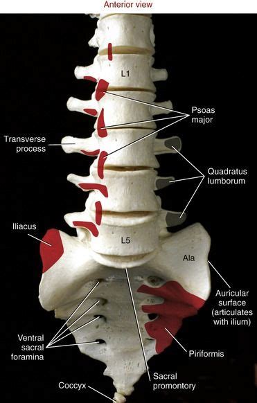 Axial Skeleton Osteology And Arthrology Muscle Anatomy Human