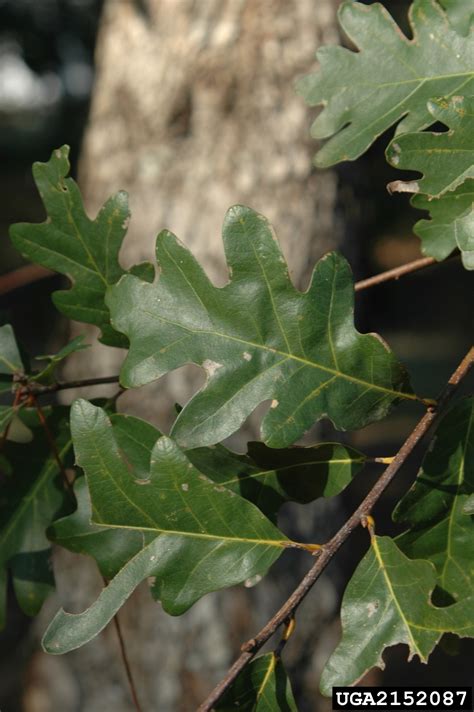 White Oak Quercus Alba Fagales Fagaceae 2152087