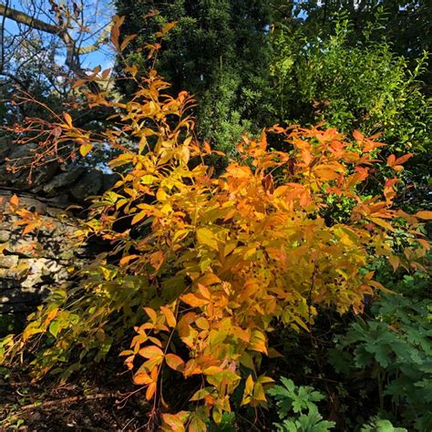 Gillenia Trifoliata Bowman S Root Uploaded By Awomanonabike