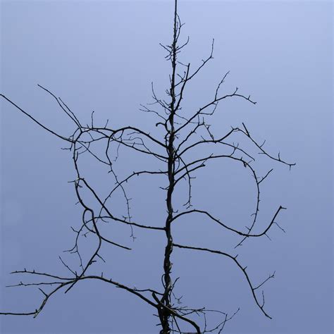 twisted tree photo  power  nature captured louis dallara