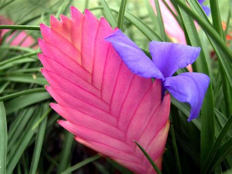 Innend Rs Planter Uvanlige Sjeldne Eksotiske Innend Rs Blomster