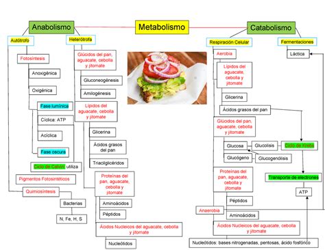 Top Imagen Mapa Mental De Metabolismo Viaterra Mx The Best Porn Website