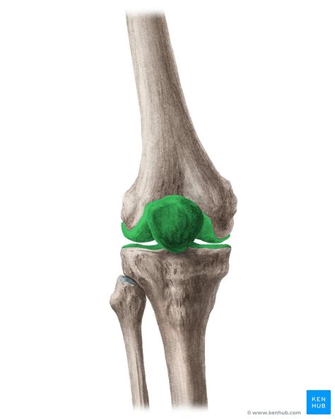 Knee joint: anatomy, ligaments and movements | Kenhub