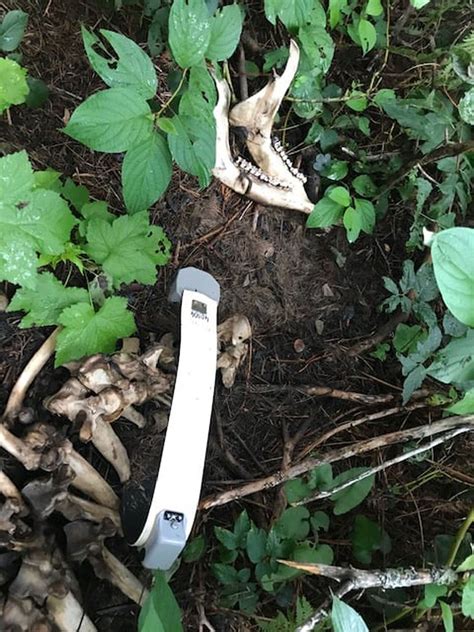 Moose skeleton on Michigan’s Isle Royale gives researchers unusual