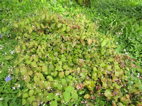 Epimedium Pubescens Rhs Wisley Gardens Near Ripley Surrey Flickr