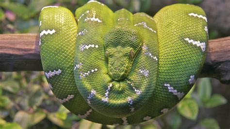 Emerald Tree Boa Snake, HD Animals, 4k Wallpapers, Images, Backgrounds ...