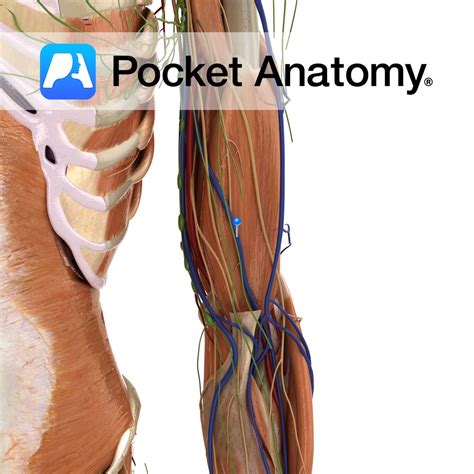 brachial vein pocket anatomy