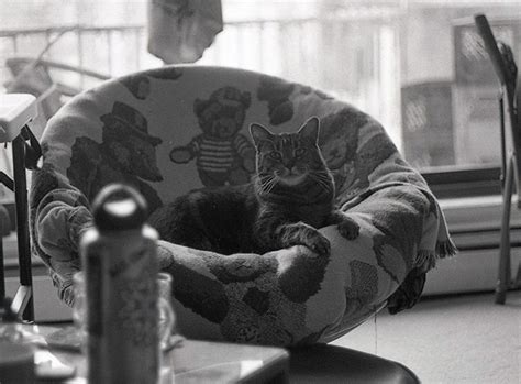 The NEW Ilford Ortho Plus 80