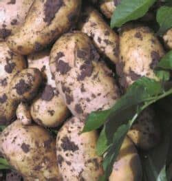 Potato Fertilizer Guide by Fertilizer for Less. A former AGGRAND Dealer.